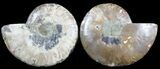 Cut & Polished Ammonite Fossil - Agatized #47709-1